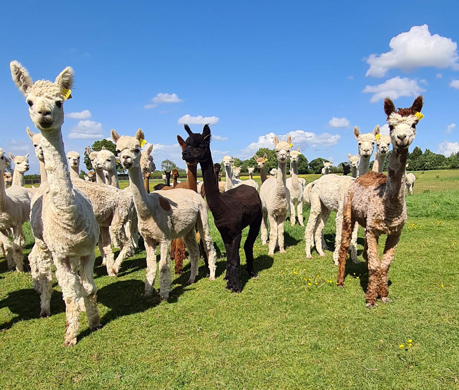 Alpaca Event UK