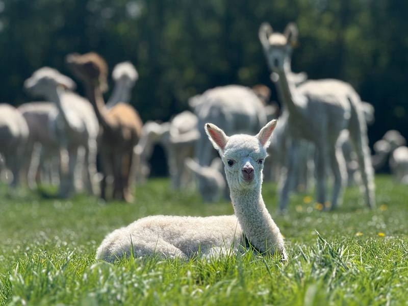 Alpaca Event FAQs